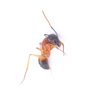 Camponotus consobrinus at Bruce, ACT - 21 Aug 2023 12:17 PM