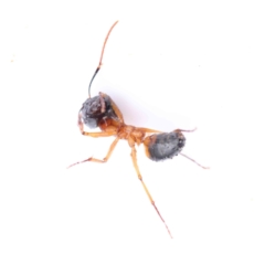 Camponotus consobrinus at Bruce, ACT - 21 Aug 2023 12:17 PM