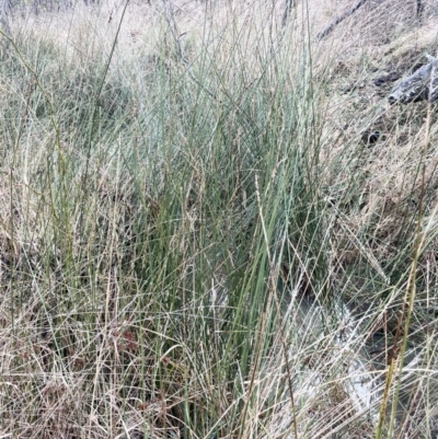 Carex tereticaulis (Poongort) at Kowen, ACT - 23 Aug 2023 by JaneR