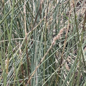 Carex tereticaulis at Kowen, ACT - 23 Aug 2023 10:21 AM