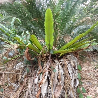 Asplenium australasicum (Bird's Nest Fern, Crow's Nest Fern) at Wapengo, NSW - 19 Aug 2023 by plants