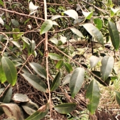 Celastrus australis (Staff Climber) at Wapengo, NSW - 19 Aug 2023 by plants