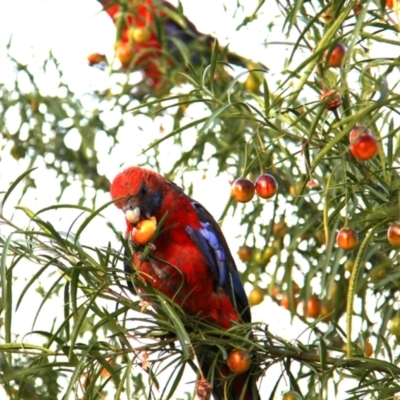 Platycercus elegans (Crimson Rosella) at Googong, NSW - 18 Jan 2013 by Wandiyali