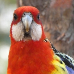 Platycercus eximius (Eastern Rosella) at Googong, NSW - 29 Dec 2019 by Wandiyali