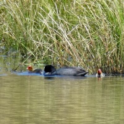 Fulica atra (Eurasian Coot) at Googong, NSW - 17 Nov 2021 by Wandiyali