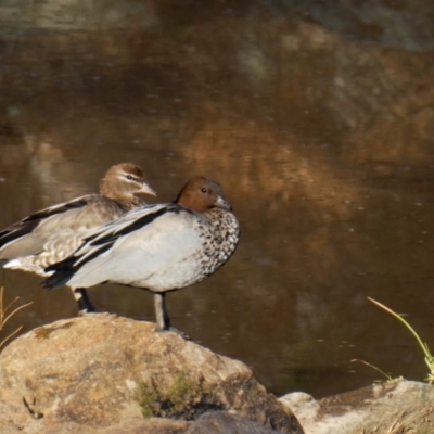 Chenonetta jubata (Australian Wood Duck) at Wandiyali-Environa Conservation Area - 21 Jan 2020 by Wandiyali