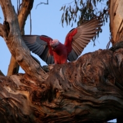 Eolophus roseicapilla (Galah) at Googong, NSW - 18 Jun 2020 by Wandiyali