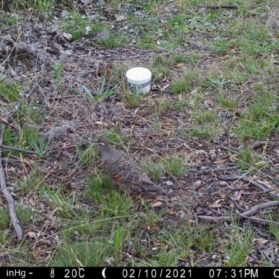 Phaps chalcoptera (Common Bronzewing) at Googong, NSW - 10 Feb 2021 by Wandiyali