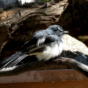 Rhipidura leucophrys at Googong, NSW - suppressed