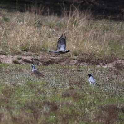 Coracina novaehollandiae (Black-faced Cuckooshrike) at Googong, NSW - 12 Oct 2019 by Wandiyali