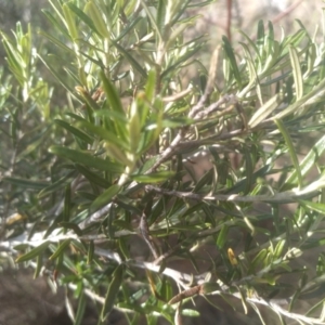 Ozothamnus thyrsoideus at Cooma, NSW - 23 Aug 2023 01:51 PM