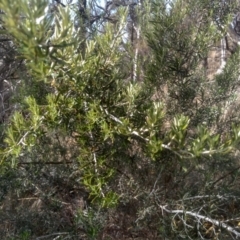 Ozothamnus thyrsoideus at Cooma, NSW - 23 Aug 2023 01:51 PM