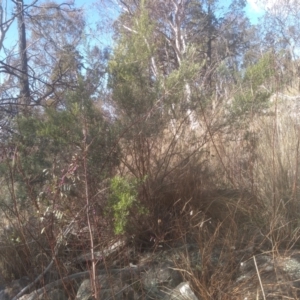 Ozothamnus thyrsoideus at Cooma, NSW - 23 Aug 2023 01:51 PM