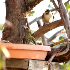 Oriolus sagittatus (Olive-backed Oriole) at Wandiyali-Environa Conservation Area - 1 Nov 2019 by Wandiyali