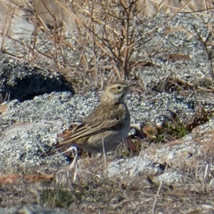 Anthus australis at Environa, NSW - suppressed