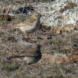 Anthus australis at Environa, NSW - suppressed