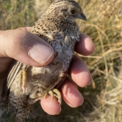 Synoicus ypsilophorus (Brown Quail) at Googong, NSW - 12 Mar 2023 by Wandiyali