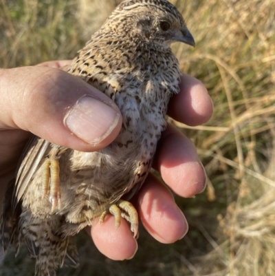 Synoicus ypsilophorus (Brown Quail) at Wandiyali-Environa Conservation Area - 12 Mar 2023 by Wandiyali