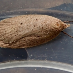 Chezala privatella (A Concealer moth) at Moruya, NSW - 24 Aug 2023 by LisaH