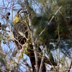 Calyptorhynchus lathami lathami (Glossy Black-Cockatoo) at Moruya, NSW - 24 Aug 2023 by LisaH