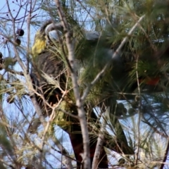 Calyptorhynchus lathami (Glossy Black-Cockatoo) at Moruya, NSW - 23 Aug 2023 by LisaH