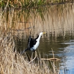 Microcarbo melanoleucos (Little Pied Cormorant) at Mawson, ACT - 24 Aug 2023 by Mike