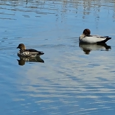 Chenonetta jubata (Australian Wood Duck) at Mawson, ACT - 24 Aug 2023 by Mike