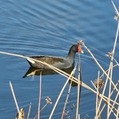 Gallinula tenebrosa (Dusky Moorhen) at Mawson, ACT - 24 Aug 2023 by Mike