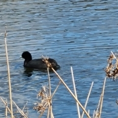 Fulica atra (Eurasian Coot) at Mawson Ponds - 24 Aug 2023 by Mike