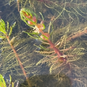 Myriophyllum variifolium at Bungendore, NSW - 23 Aug 2023 03:47 PM