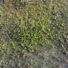 Myriophyllum variifolium at Bungendore, NSW - 23 Aug 2023 03:47 PM