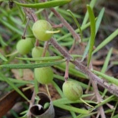 Persoonia linearis (Narrow-leaved Geebung) at Nadgigomar Nature Reserve - 7 Jun 2023 by RobG1