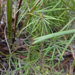 Persoonia linearis at Lower Borough, NSW - 7 Jun 2023 10:30 AM