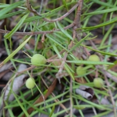 Persoonia linearis at Lower Borough, NSW - 7 Jun 2023 10:30 AM