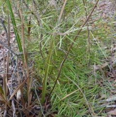 Persoonia linearis at Lower Borough, NSW - 7 Jun 2023 10:30 AM