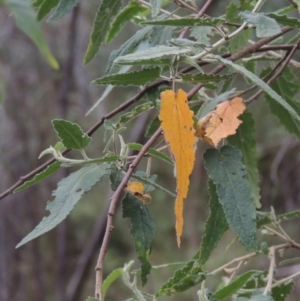 Gynatrix pulchella at Tuggeranong, ACT - 25 Feb 2023