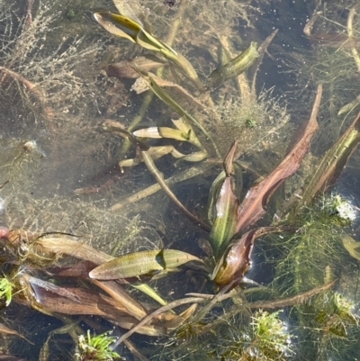 Potamogeton cheesemanii (Pondweed) at Bungendore, NSW - 23 Aug 2023 by JaneR