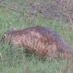 Vombatus ursinus (Common wombat, Bare-nosed Wombat) at Tuggeranong, ACT - 25 Feb 2023 by MichaelBedingfield
