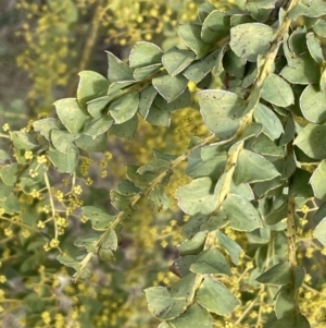 Acacia pravissima at Kowen, ACT - 23 Aug 2023 02:05 PM