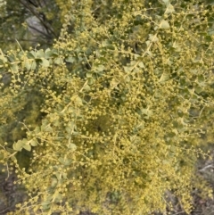 Acacia pravissima at Kowen, ACT - 23 Aug 2023 02:05 PM