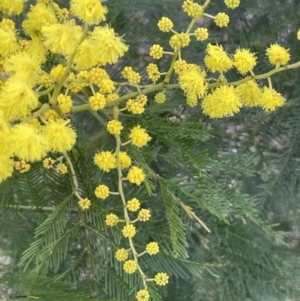 Acacia decurrens at Kowen, ACT - 23 Aug 2023 01:01 PM