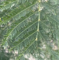 Acacia decurrens at Kowen, ACT - 23 Aug 2023 01:01 PM