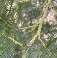 Acacia decurrens at Kowen, ACT - 23 Aug 2023 01:01 PM