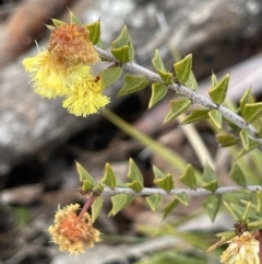 Acacia gunnii at Kowen, ACT - 23 Aug 2023