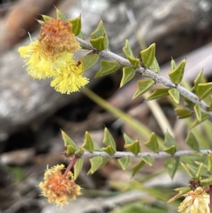 Acacia gunnii at Kowen, ACT - 23 Aug 2023