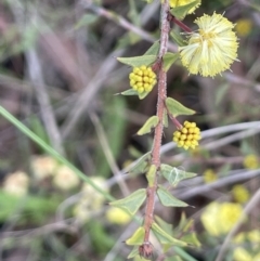 Acacia gunnii at Kowen, ACT - 23 Aug 2023