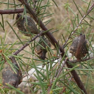 Hakea sericea (Needlebush) at Lower Borough, NSW - 7 Jun 2023 by RobG1