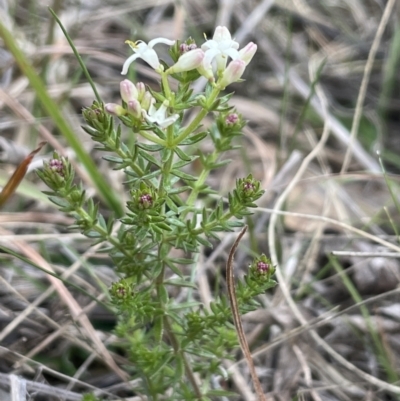 Asperula conferta (Common Woodruff) at Kowen Woodland - 23 Aug 2023 by JaneR