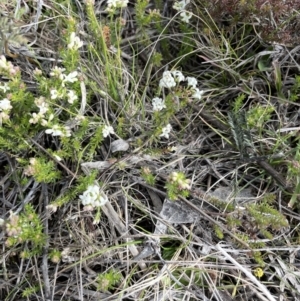 Asperula conferta at Kowen, ACT - 23 Aug 2023