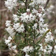 Cryptandra amara (Bitter Cryptandra) at Kowen Woodland - 23 Aug 2023 by JaneR